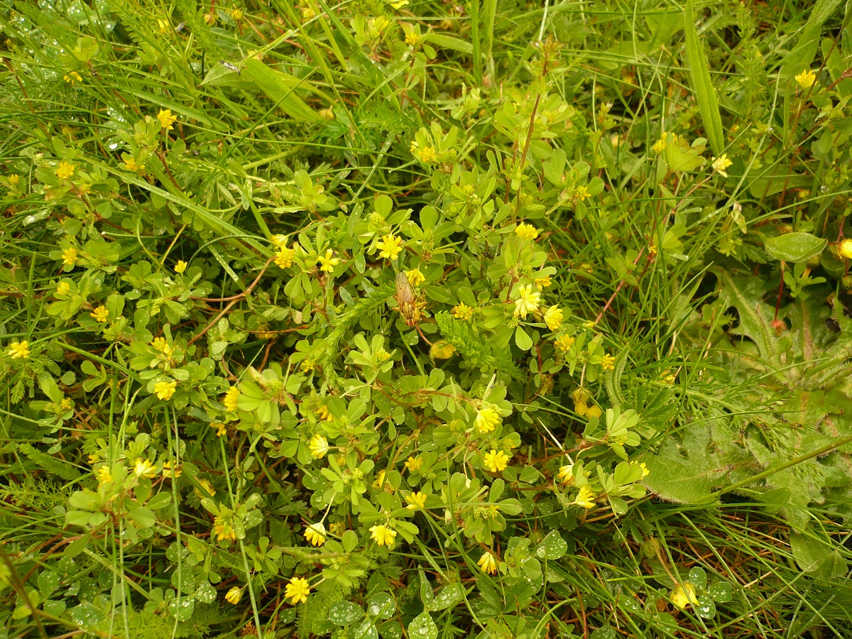 Trifolium dubium (Fabaceae)